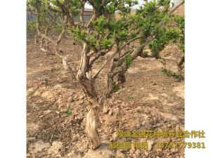 2016年11月份發貨